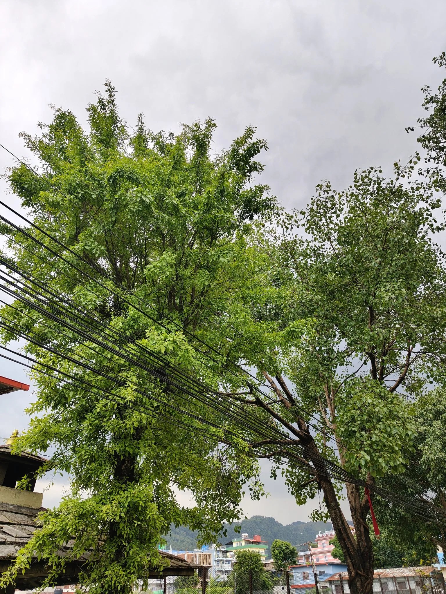 Tree leaning on power lines