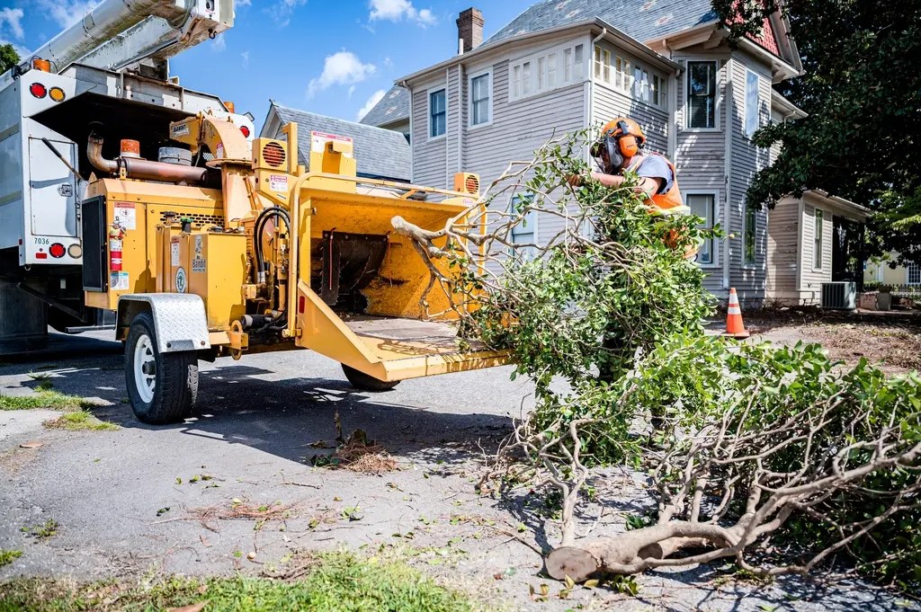Branches being tossed into woodchipper