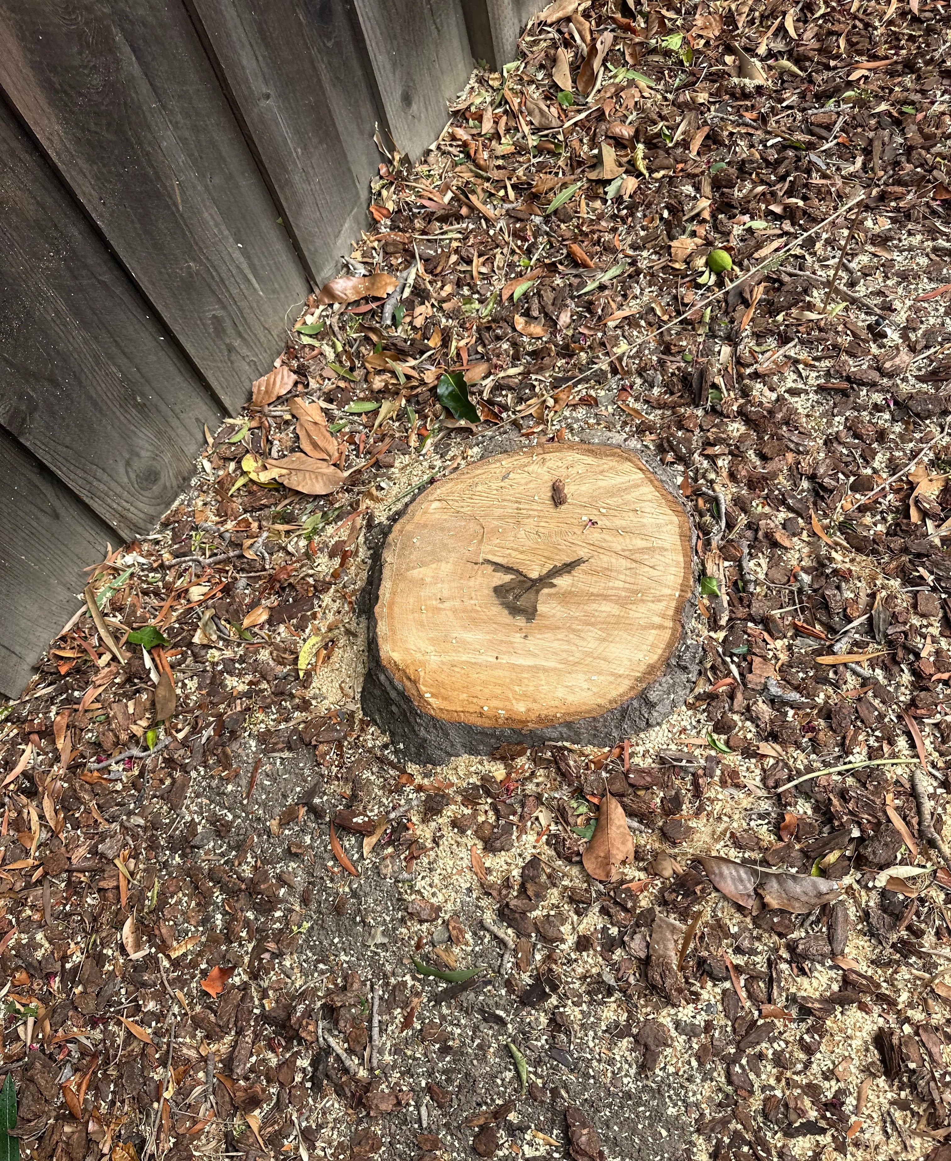 Tree Stump Before Image