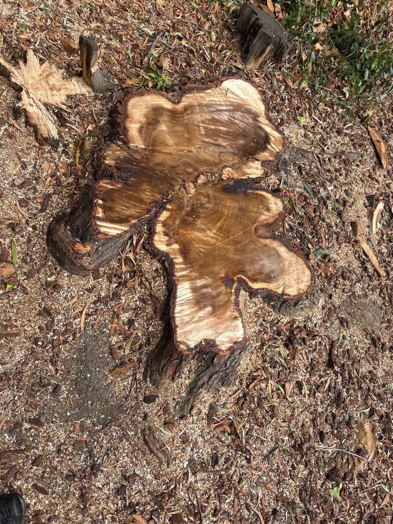 Tree Stump