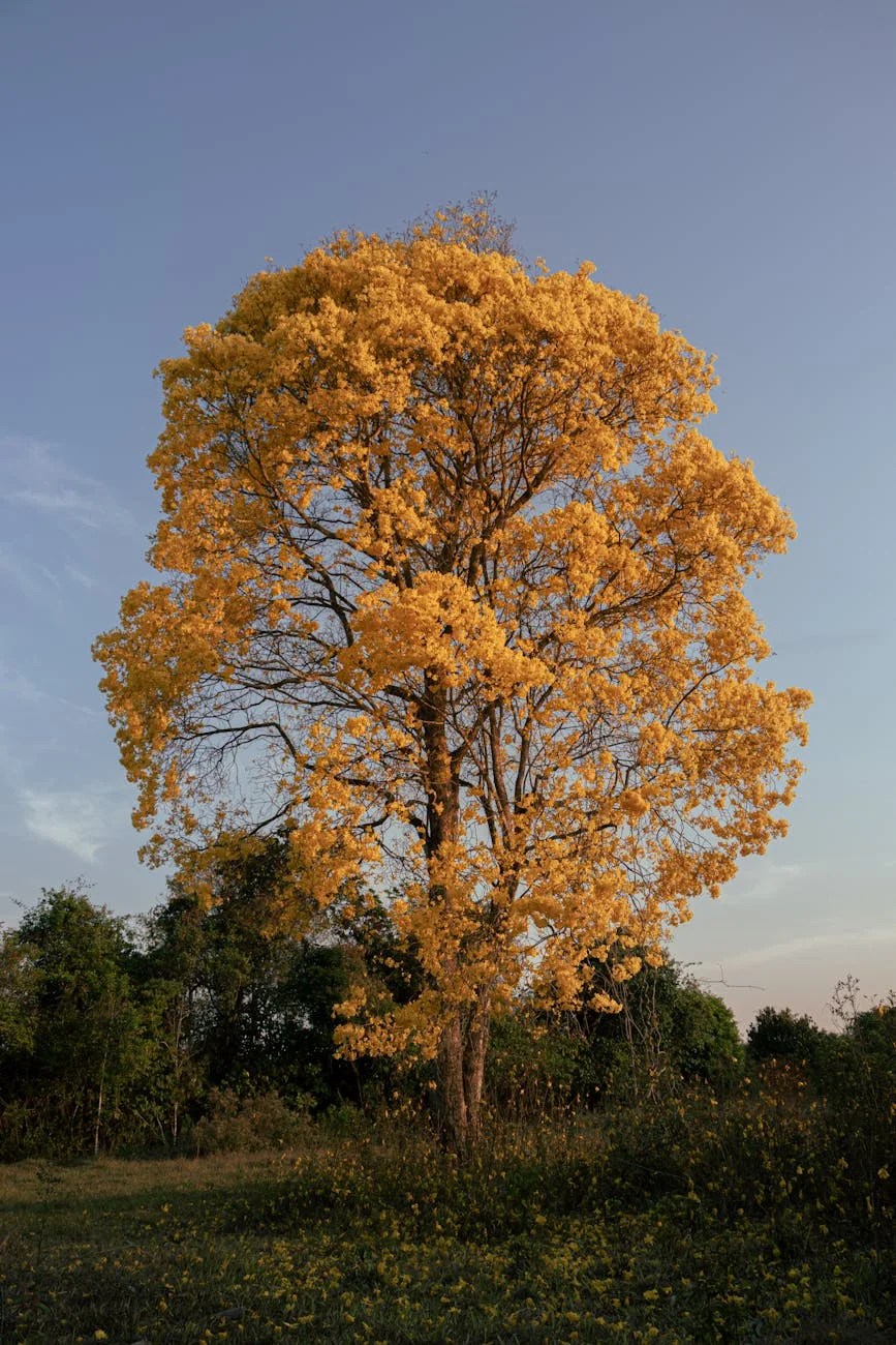 Full tree raining down leaves