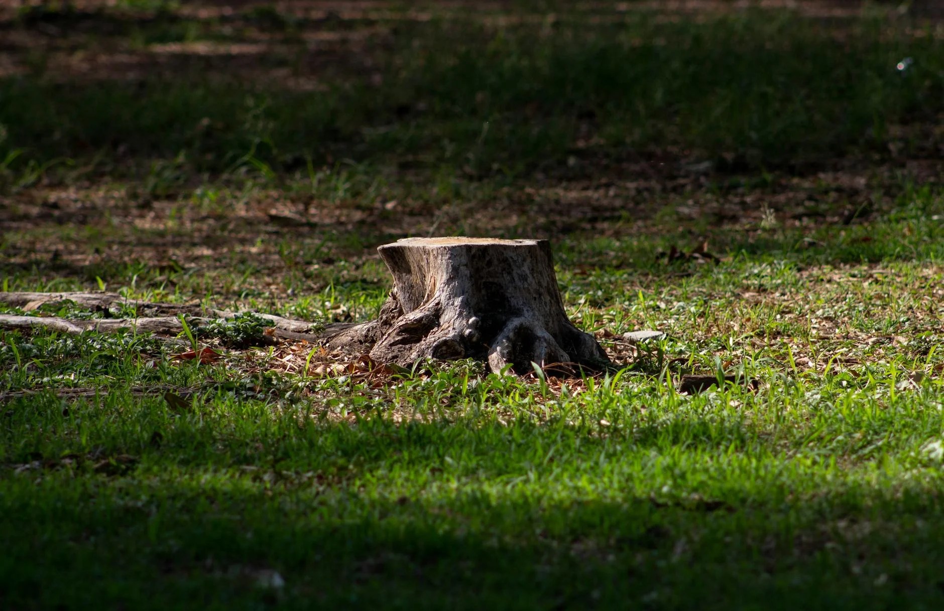 Stump in a Yard