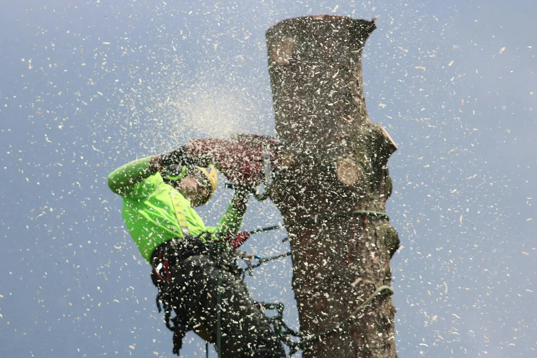 Guy cutting down tree