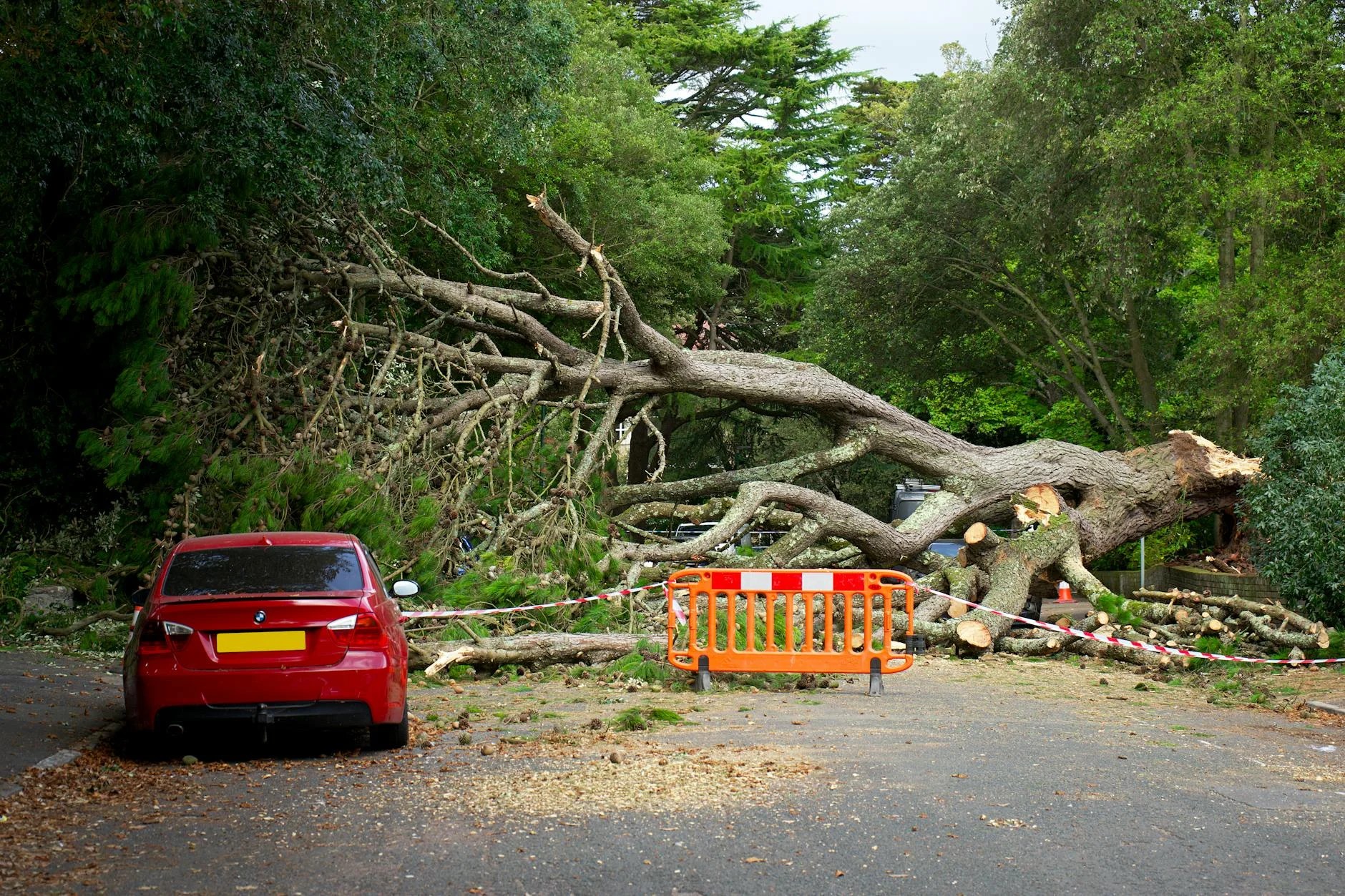 Downed tree on a road