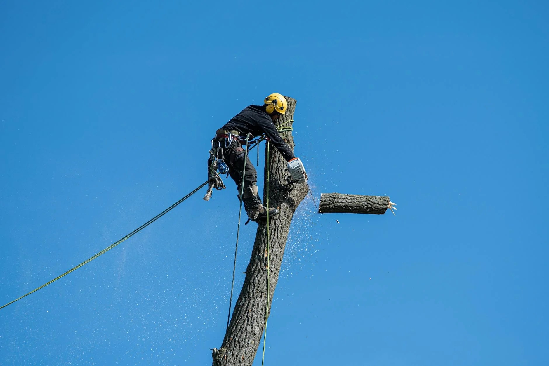 Guy cutting down tree