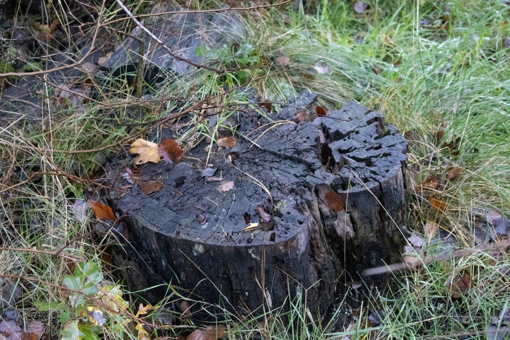 Tree Stump